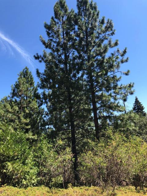 5980 Ridgeway Dr, Pollock Pines, CA 95726 photo 51