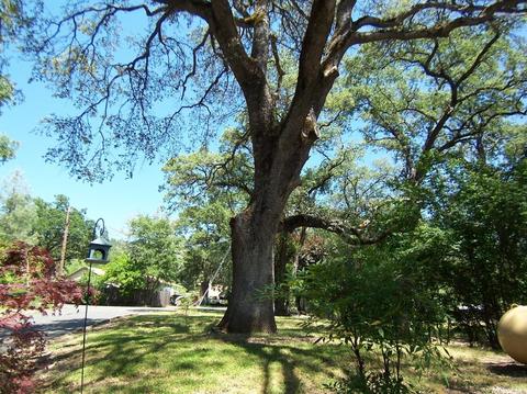 1804 Alexander Ct, Placerville, CA 95667 photo 5