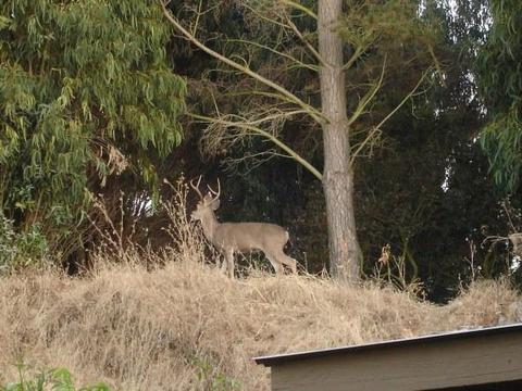 1664 Michael Dr, Pinole, CA 94564 photo 9