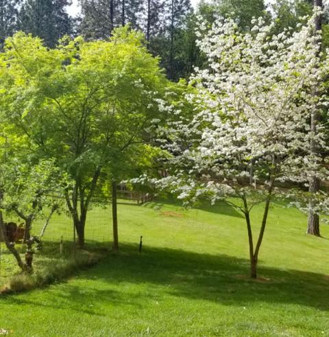 1370 Sage Rd, Colfax, CA 95713 photo 63