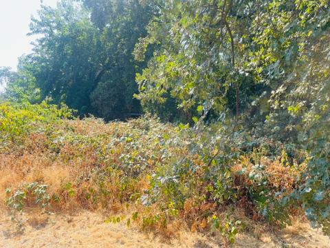 653 Little Ave, Gridley, CA 95948 photo 40