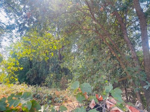 653 Little Ave, Gridley, CA 95948 photo 41