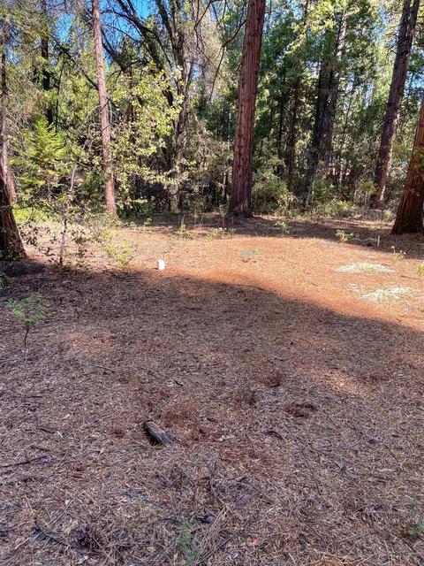 19225 W Allan Rd, Volcano, CA 95689 photo 21