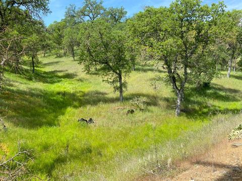 1307 Acorn St, Copperopolis, CA 95228 photo 6