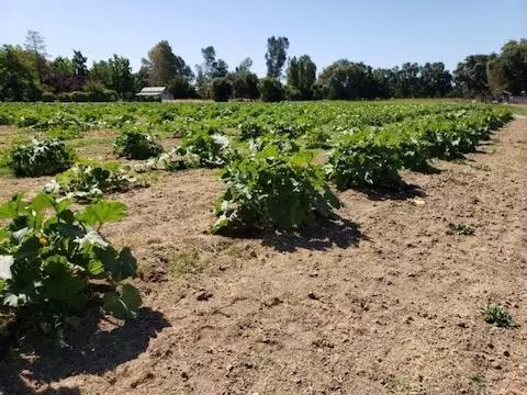 9691 Orr Rd, Galt, CA 95632 photo 74
