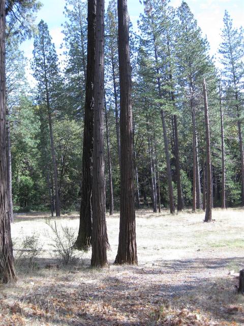 4061 Cedar Dr, Georgetown, CA 95634 photo 27