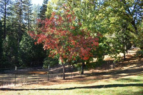 5641 State Highway 193, Georgetown, CA 95634 photo 57
