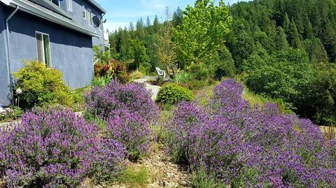 4440 Savage Rd, Placerville, CA 95667 photo 33