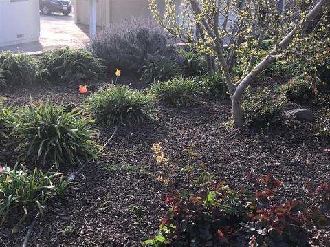 9637 Dillard Rd, Wilton, CA 95693 photo 56