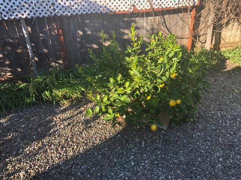 225 Full Cir, Davis, CA 95618 photo 13