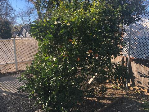 225 Full Cir, Davis, CA 95618 photo 12