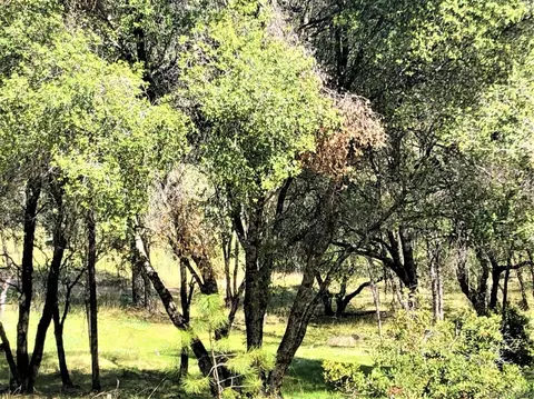 8220 Sheep Ranch Rd, Mountain Ranch, CA 95246 photo 27