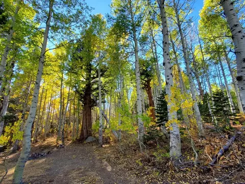 46 Schimke Rd, Bear Valley, CA 95223 photo 7