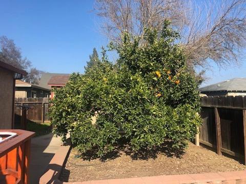 2401 Roble Ave, Modesto, CA 95354 photo 59