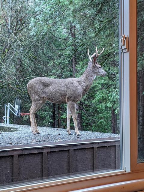 7708 Sly Park Rd, Placerville, CA 95667 photo 87