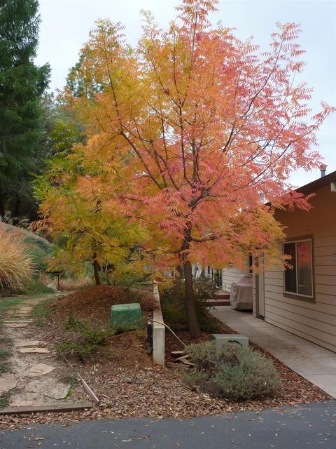 1409 Cerro Vista Dr, Applegate, CA 95703 photo 51