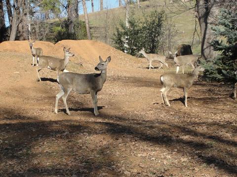5776 Hangmans Tree, Mountain Ranch, CA 95246 photo 34