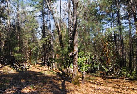 7129 Goferbroke Rd, Georgetown, CA 95634 photo 62