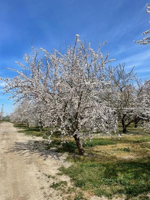 18572 S Carrolton Ave, Ripon, CA 95366 photo 4