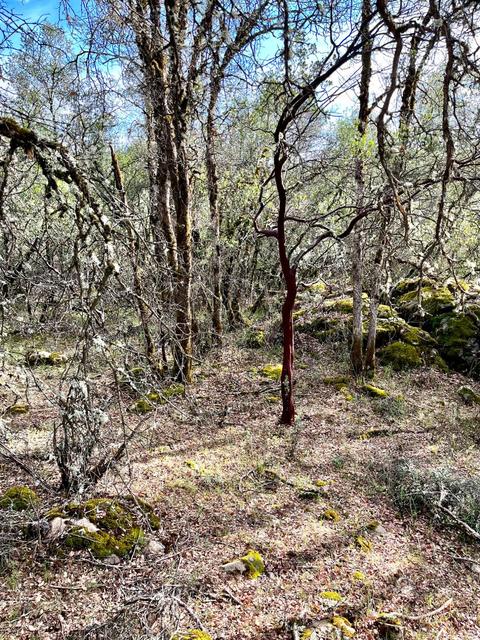 16635 Old State Hwy, Grass Valley, CA 95949 photo 18