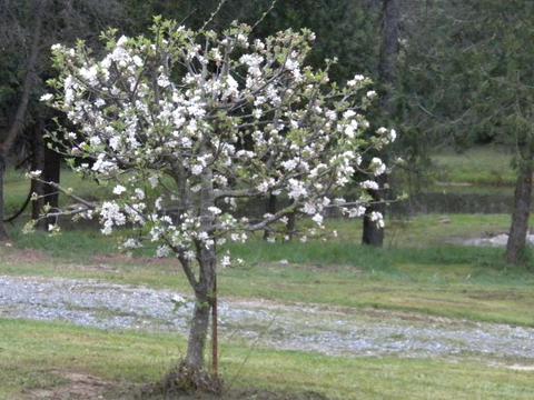 4005 Bluff Rd, Placerville, CA 95667 photo 54