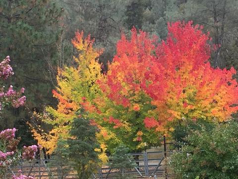 4005 Bluff Rd, Placerville, CA 95667 photo 55