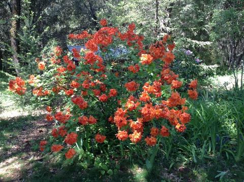 3873 Shoemaker Rd, Georgetown, CA 95634 photo 52