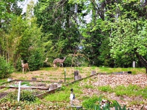 Undisclosed, Grass Valley, CA 95945 photo 26