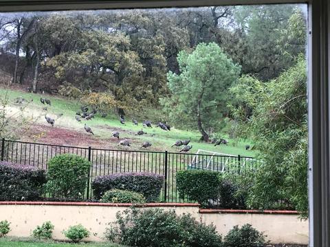 4075 Silver St, Rocklin, CA 95677 photo 22