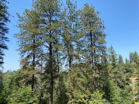 2681 Brown Bear Ct, Cool, CA 95614 photo 3