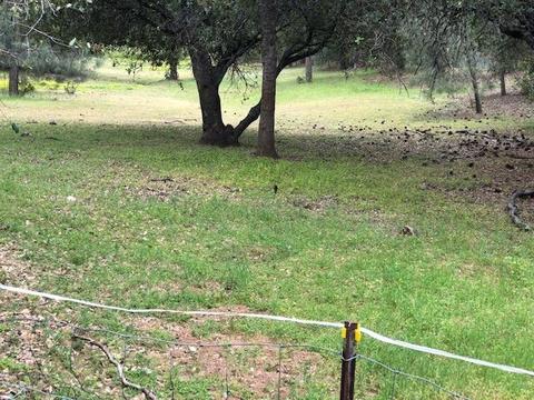 7043 Railroad Flat Rd, Mountain Ranch, CA 95246 photo 2