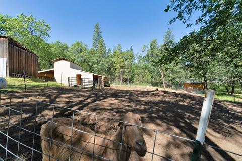 4401 Tall Tree Ln, Placerville, CA 95667 photo 13