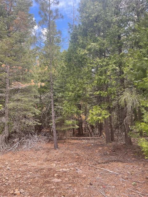 8961 Warner Way, Shingletown, CA 96088 photo 5