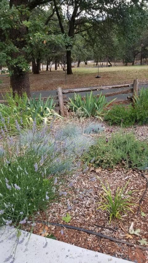 27405 Table Meadow Rd, Auburn, CA 95602 photo 35