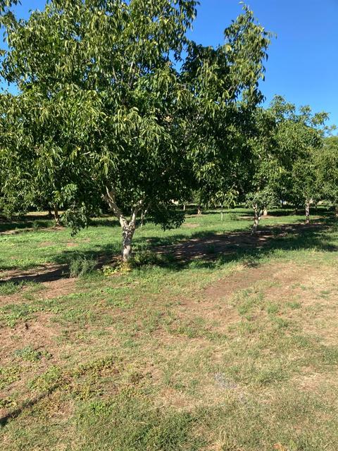 2686 Larkin Rd, Gridley, CA 95948 photo 2