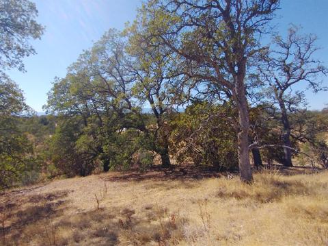 7151 Coyote Pt, Corning, CA 96021 photo 10
