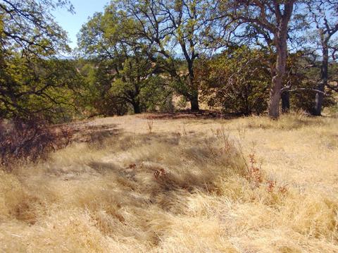 7151 Coyote Pt, Corning, CA 96021 photo 9