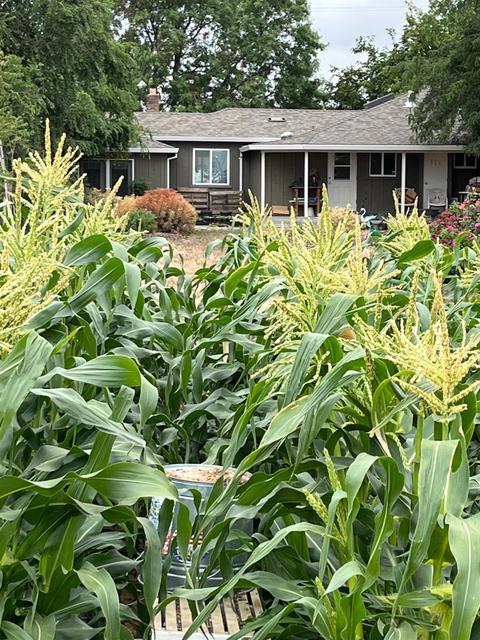 11975 Arno Rd, Wilton, CA 95693 photo 51