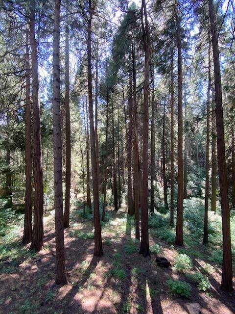7194 Pine Cone Dr, Pollock Pines, CA 95726 photo 54