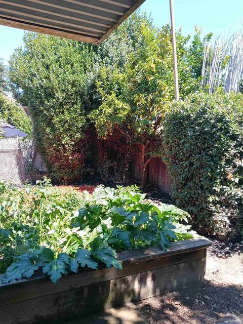 1414 Fairview St, Berkeley, CA 94702 photo 46