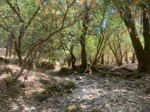 18550 Shake Ridge Rd, Sutter Creek, CA 95685 photo 4