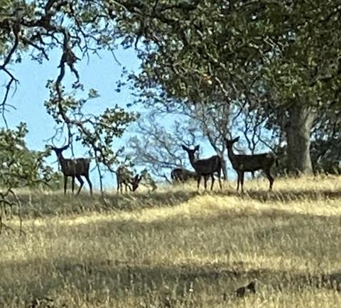 Undisclosed, Wheatland, CA 95692 photo 6