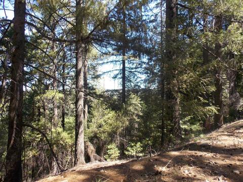 26311 Shake Ridge Rd, Volcano, CA 95689 photo 1