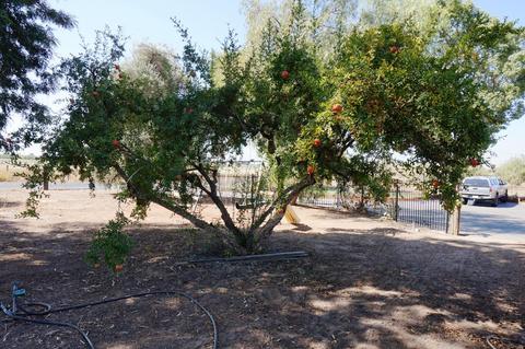 30103 Lemon Ave, Escalon, CA 95320 photo 47