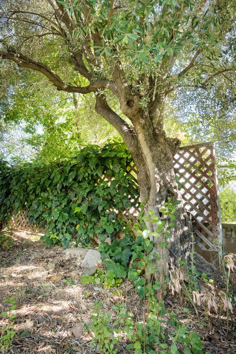 71 S Marre, Sutter Creek, CA 95685 photo 23
