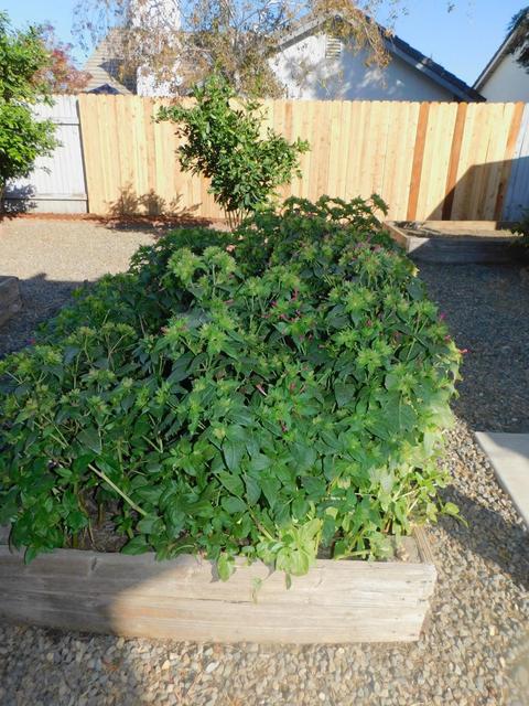 8712 Dishers Way, Antelope, CA 95843 photo 39