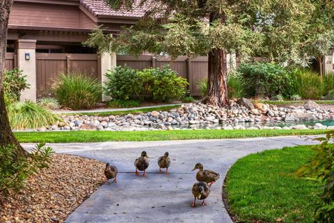 3701 Colonial Dr #135, Modesto, CA 95356 photo 36