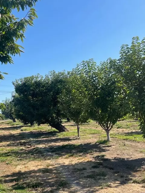 6248 E Harney Ln, Lodi, CA 95240 photo 3