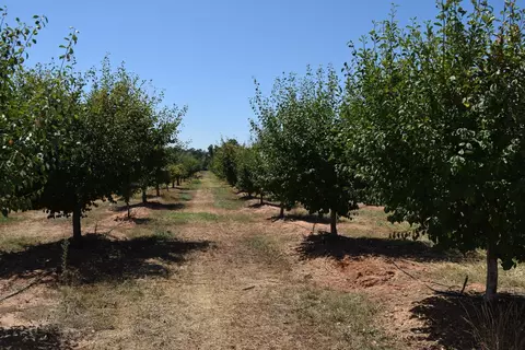 1200 Lower Honcut Rd, Honcut, CA 95966 photo 16