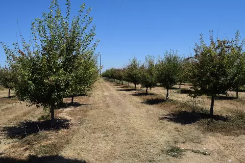 1200 Lower Honcut Rd, Honcut, CA 95966 photo 14